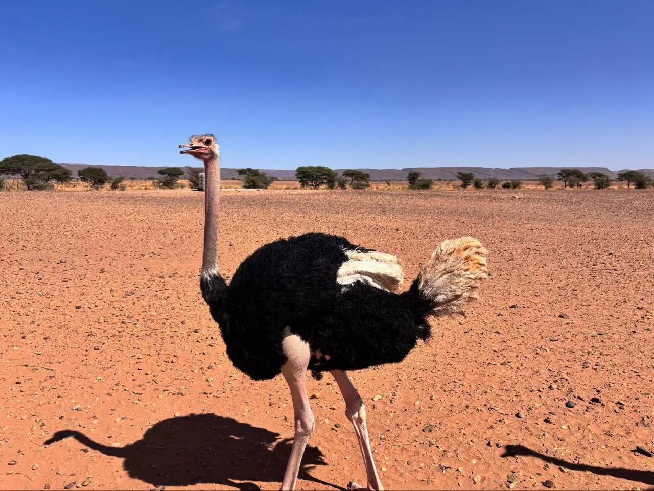 An ostrich with a black body, long neck, and open beak stands on red-brown earth under a clear blue sky.