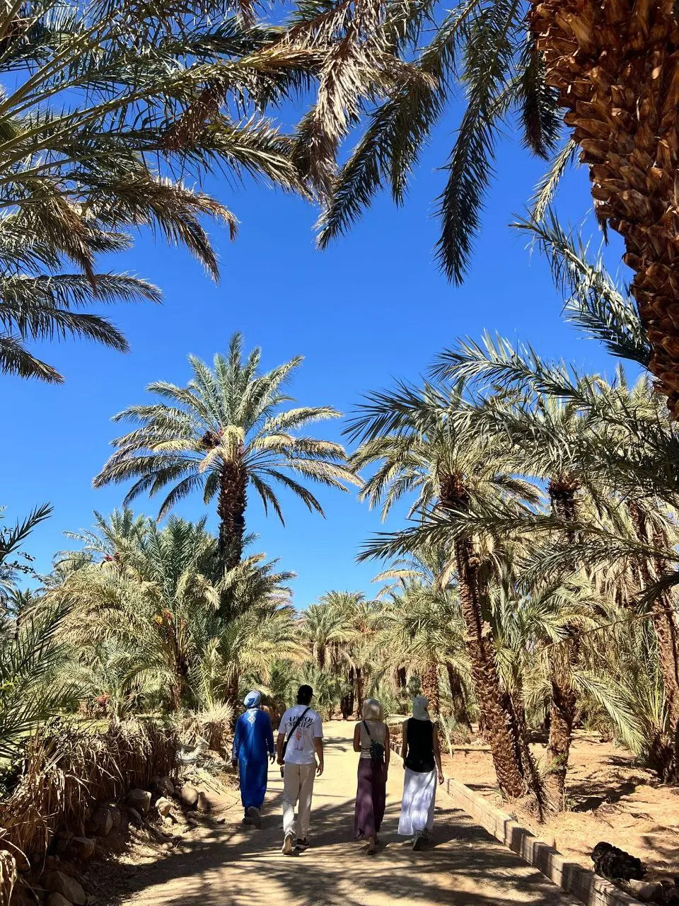 Four people stroll down a dirt path through a vibrant palm grove under a clear blue sky, surrounded by lush foliage.